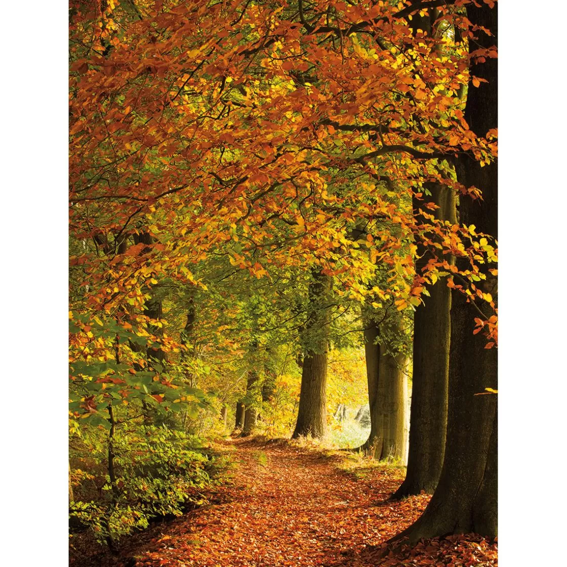 Bandera Xxl>DecoWoerner Bandera De Tela XL "Bosque De Otoño" De Tela De Bandera Ignífuga 150 X 200 Cm naranja