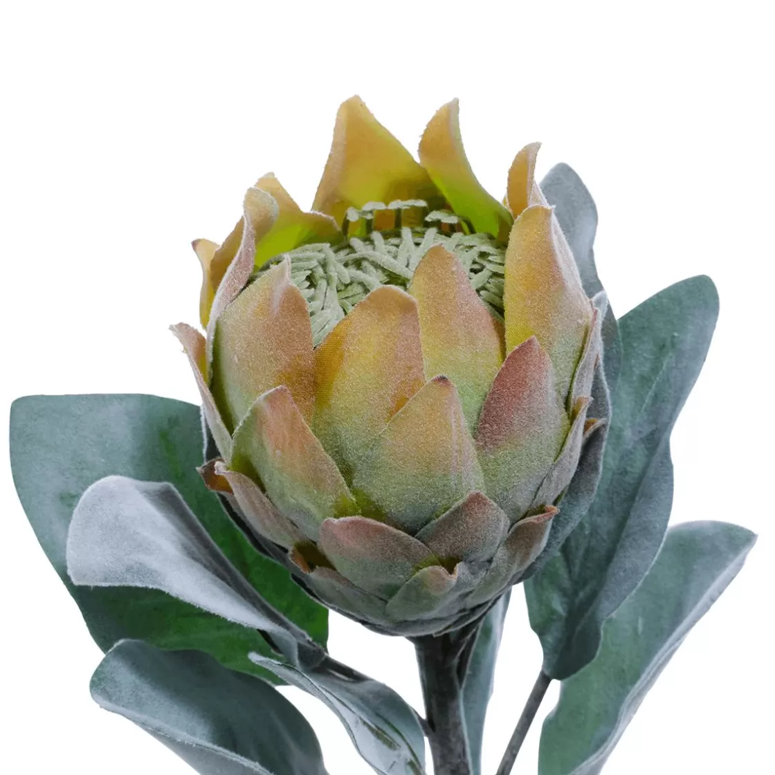 Decoración De Otoño | Flores Artificiales>DecoWoerner Flor Artificial Protea , 72 Cm verde