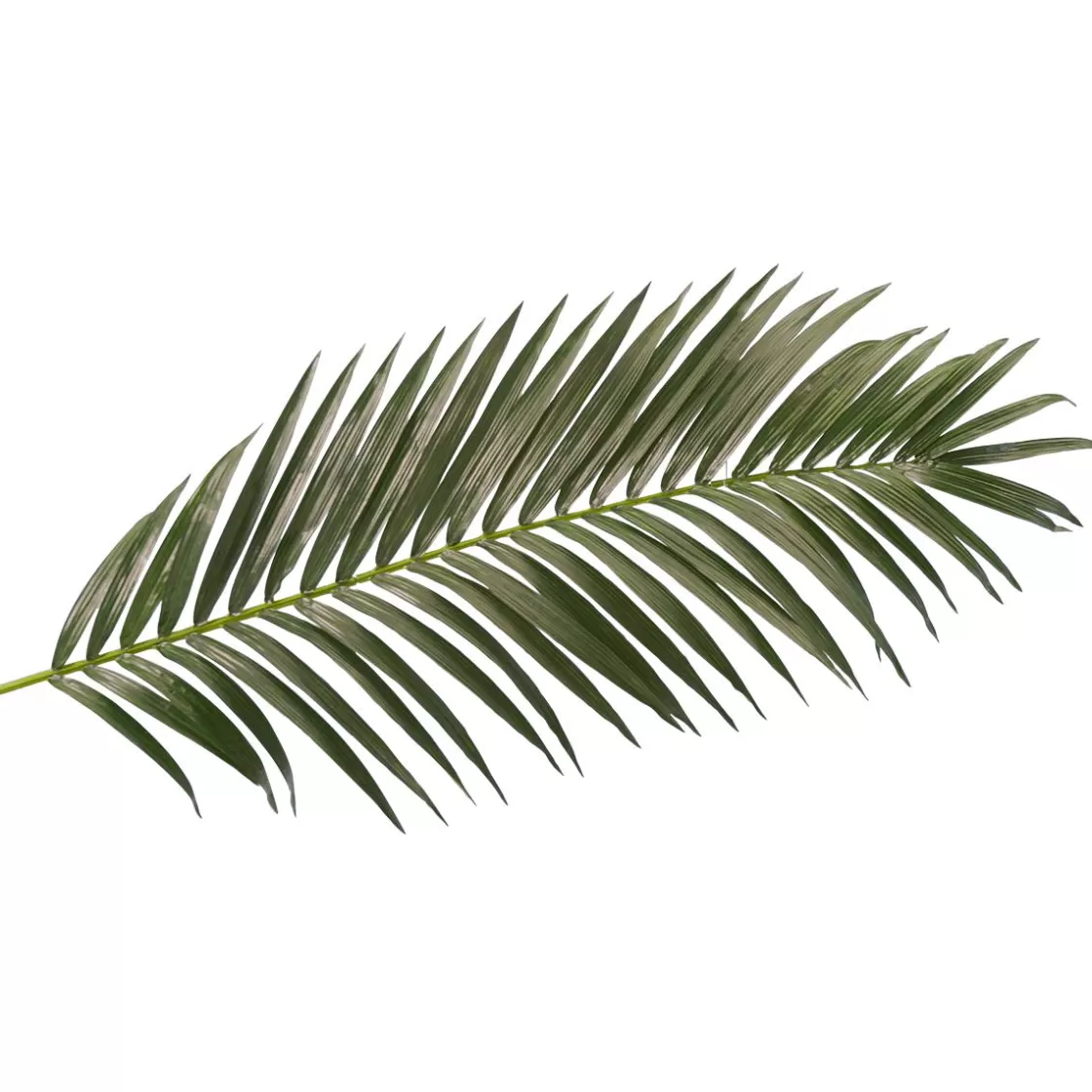 Decoración De Verano | Hojas>DecoWoerner Fronda De Areca Gigante Decorativa, Longitud 180 Cm verde