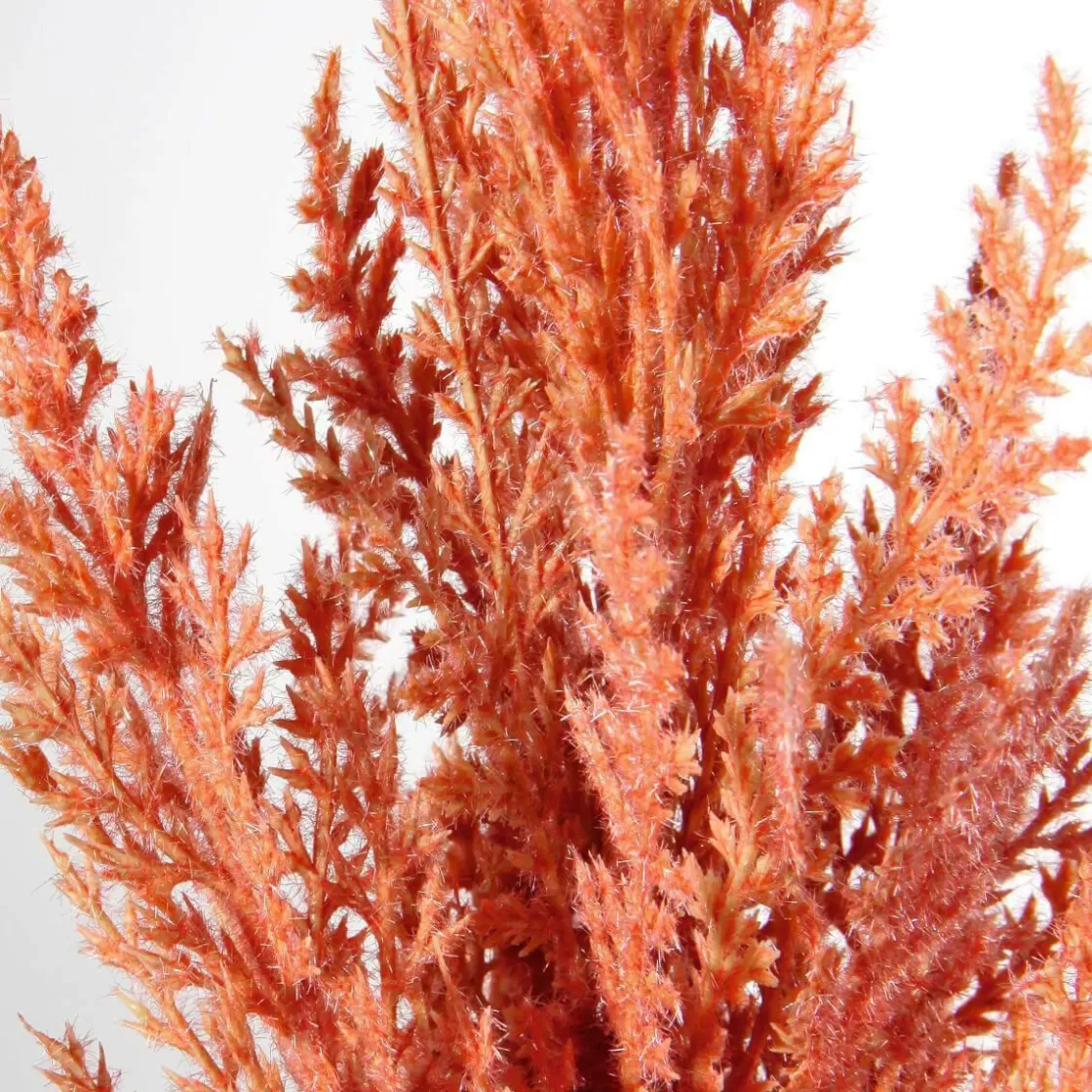 Ramas Y Ramitas>DecoWoerner Hierba De La Pampa De Caña Decorativa, 94 Cm rosa