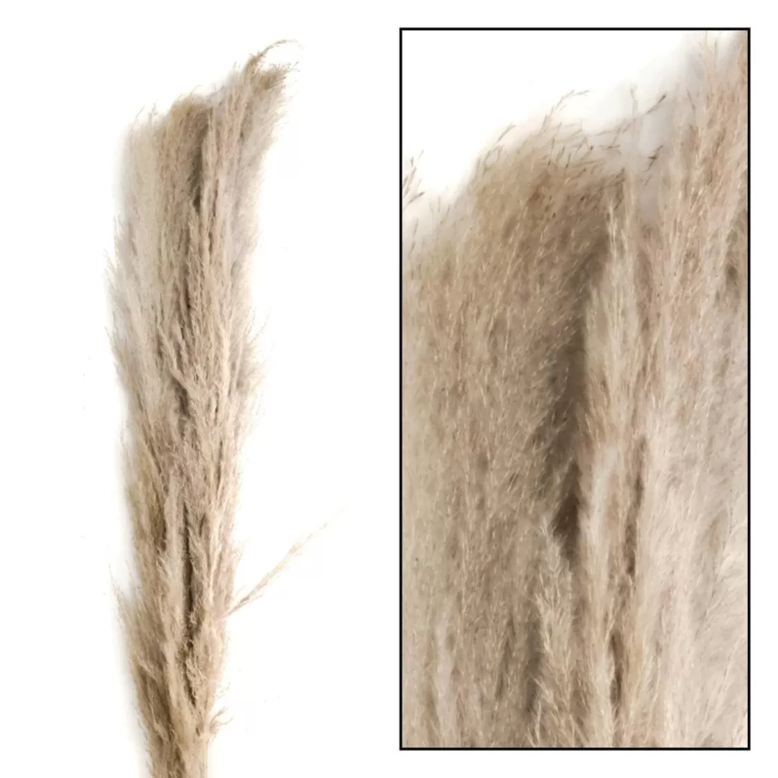 Decoración Natural | Hierba Decorativa>DecoWoerner Hierba De La Pampa Seca De Verdad Paquete De Tres 150 Cm marrón
