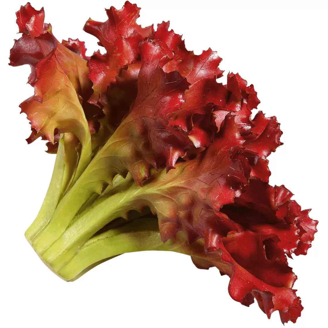 Verduras Y Hierbas>DecoWoerner Imitación De Lechuga Lollo Rosso, Ø 16 Cm rojo