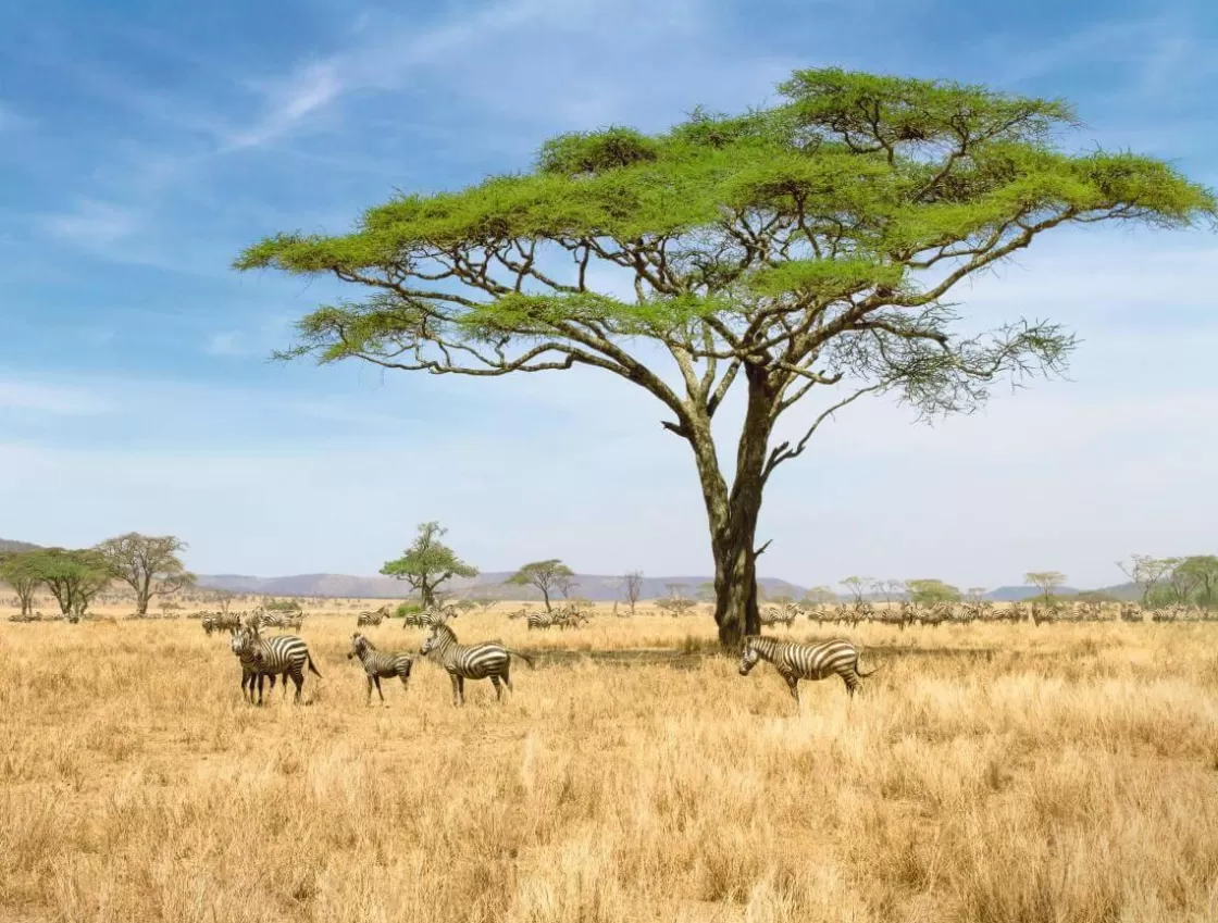 Pancartas De Verano | Bandera Xxl>DecoWoerner Lona XXL "African Savannah" Lona Ignífuga Para Camiones De Gran Formato 250 X 330 Cm marrón