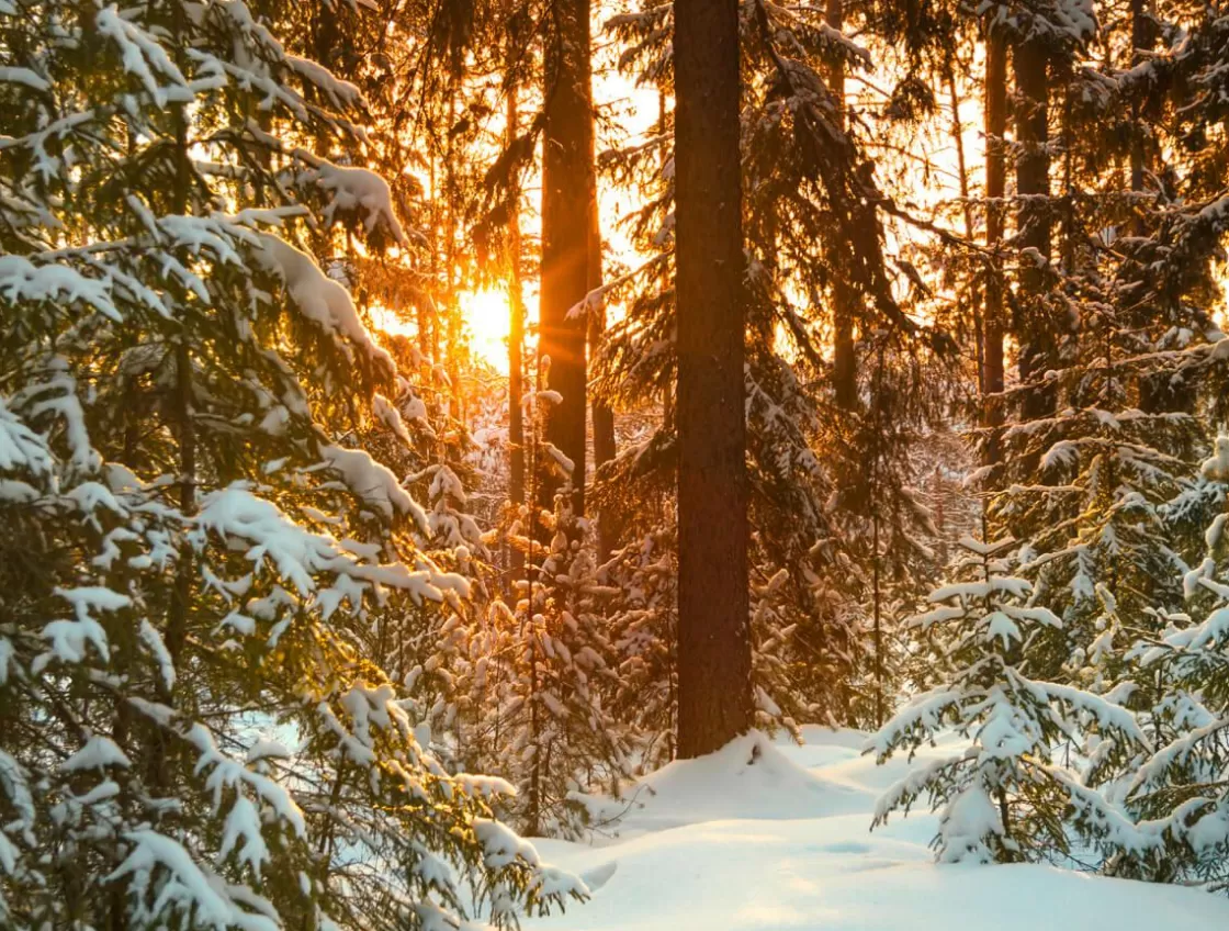 Pancartas De Navidad E Invierno | Decoración Navideña Xxl>DecoWoerner Lona XXL "Amanecer En El Bosque De Invierno" De Lona De Camión Ignífuga 250 X 330 Cm blanco