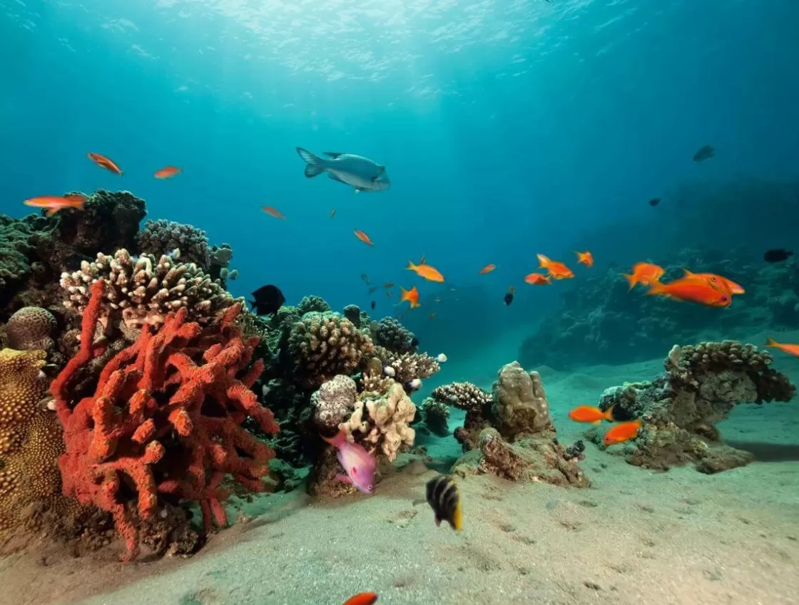 Bandera Xxl | Decoración Temática>DecoWoerner Lona XXL Arrecife De Coral Con Peces Exóticos 2,5 X 3,3 M azul