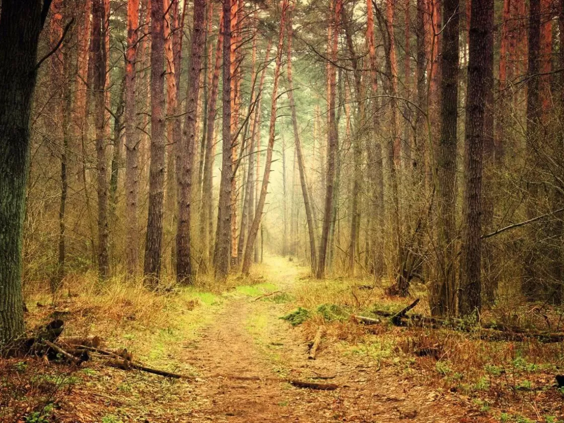 Pancartas De Otoño | Bandera Xxl>DecoWoerner Lona XXL "Sendero Del Bosque Otoñal" Súper Gran Formato De Lona De Camión Ignífuga 250 X 330 Cm naranja