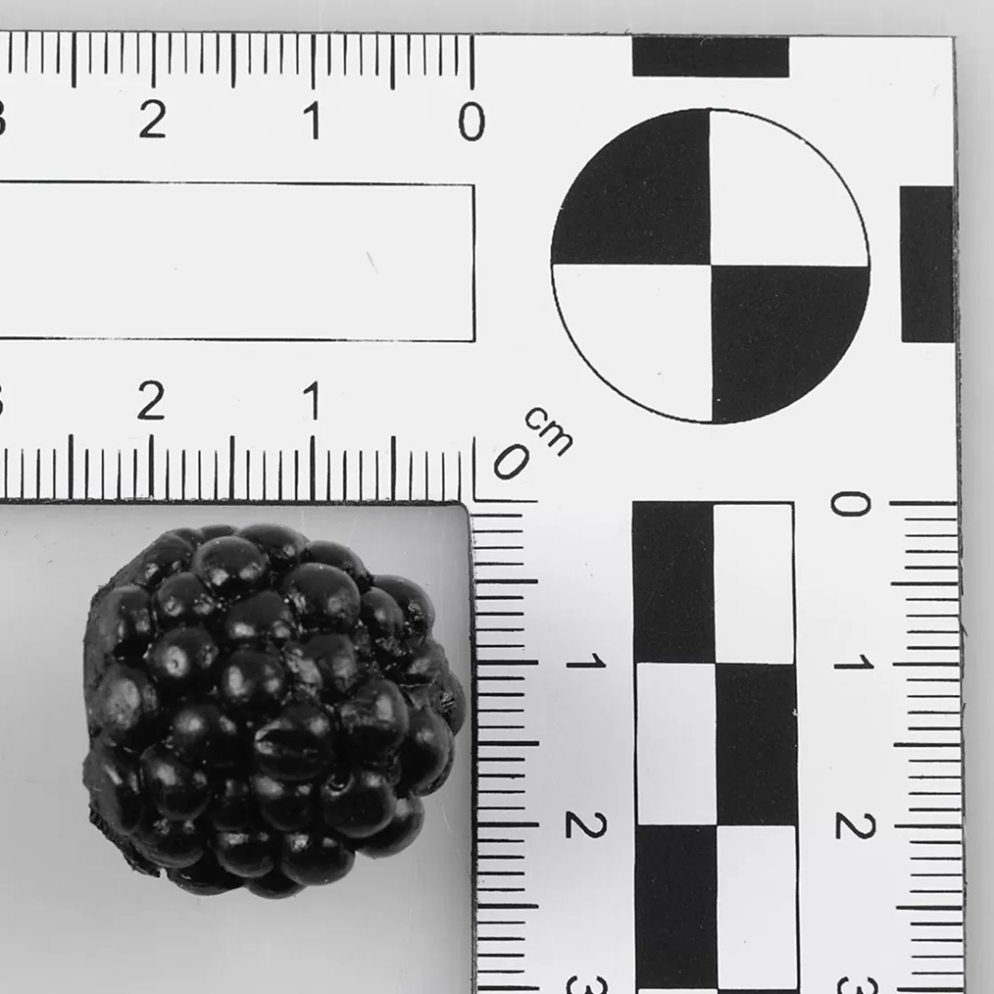 Frutas>DecoWoerner Maniquí De Moras, 24 Piezas negro