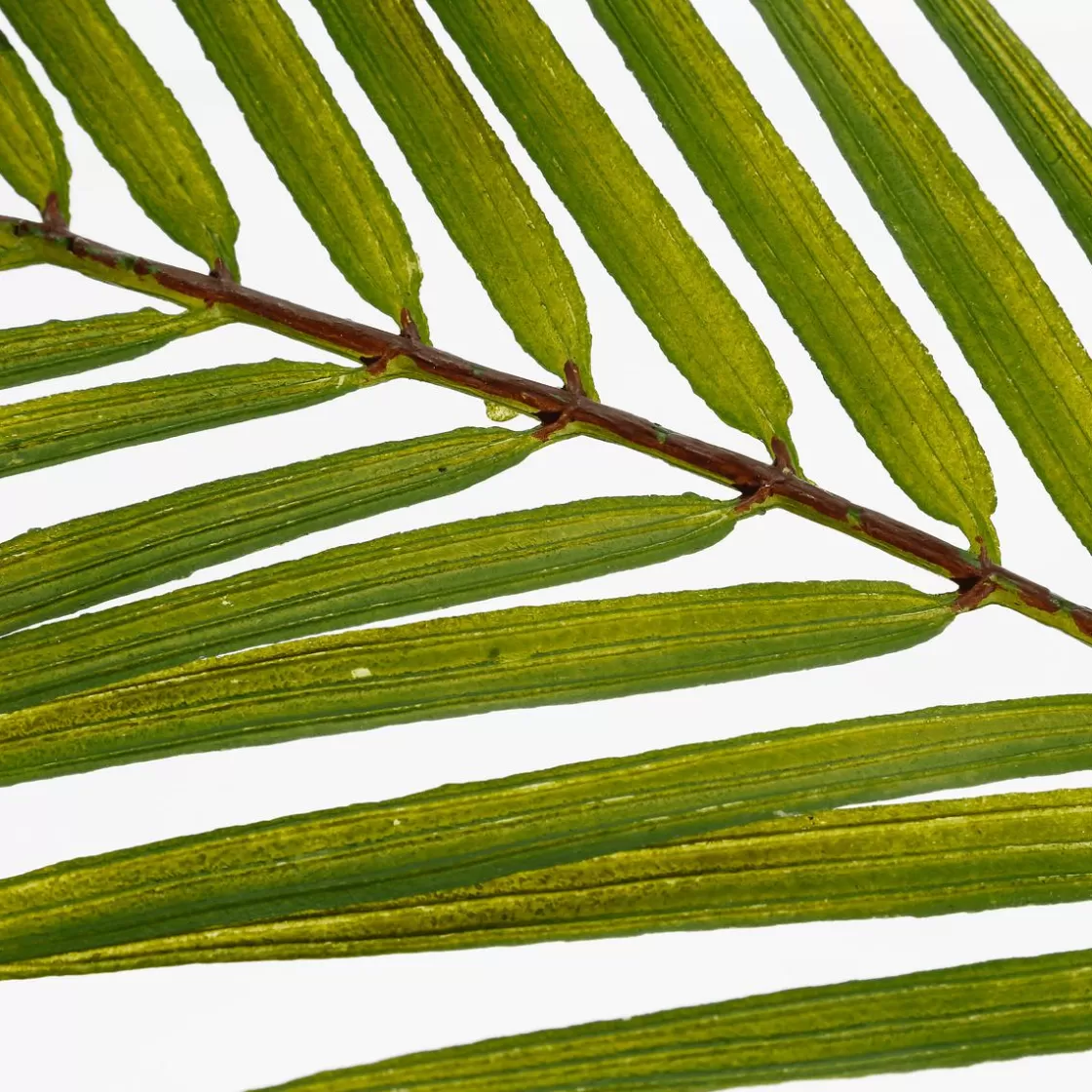 Ramas Y Ramitas>DecoWoerner Palmera Artificial Frondas De Palmera 80 Cm verde