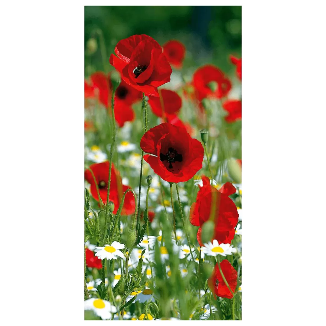 Decoración De Verano | Decoración De Primavera>DecoWoerner Pancarta De Tela Ignífuga "Amapola Roja" De Tela De Bandera 100 X 200 Cm rojo