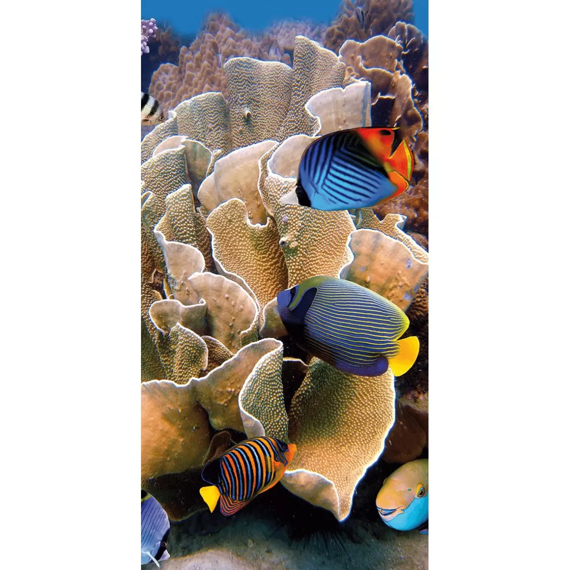 Decoración De Verano | Pancartas De Verano>DecoWoerner Pancarta De Tela Ignífuga "Arrecife Con Peces De Coral De Colores" De Tela De Bandera 100 X 200 Cm azul