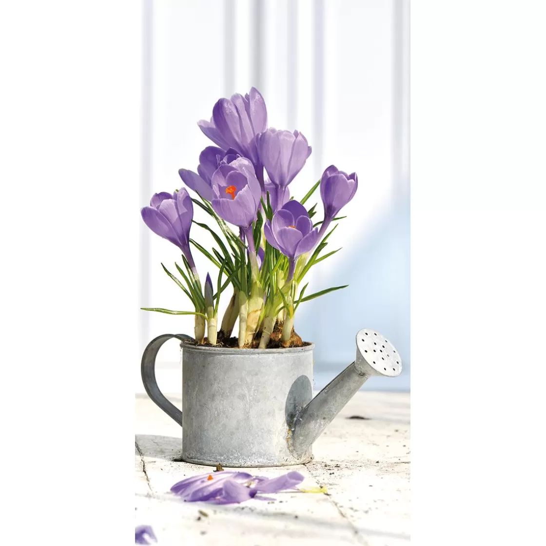 Decoración De Pascua | Decoración De Primavera>DecoWoerner Pancarta De Tela Ignífuga "azafranes Morados En La Regadera" De Tela De Bandera 100 X 200 Cm violeta