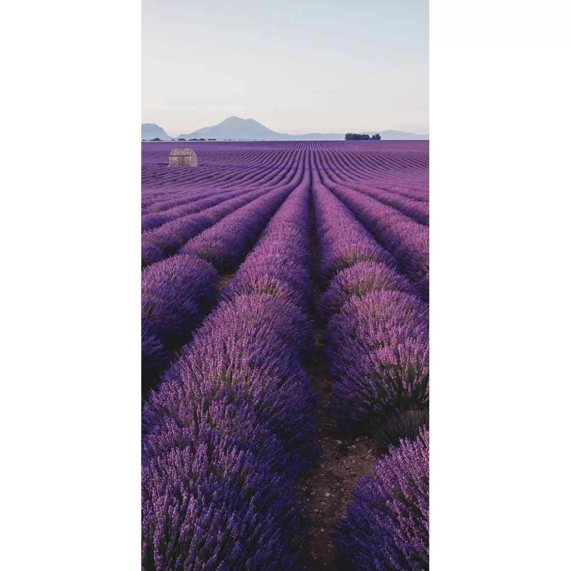 Decoración De Verano | Pancartas De Verano>DecoWoerner Pancarta De Tela Ignífuga "Campo De Lavanda En Provenza" De Tela De Bandera 100 X 200 Cm violeta