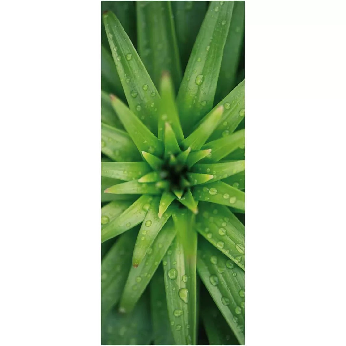 Decoración De Verano | Pancartas De Verano>DecoWoerner Pancarta De Tela Ignífuga "Hojas De Piña" De Tela De Bandera 75 X 180 Cm verde
