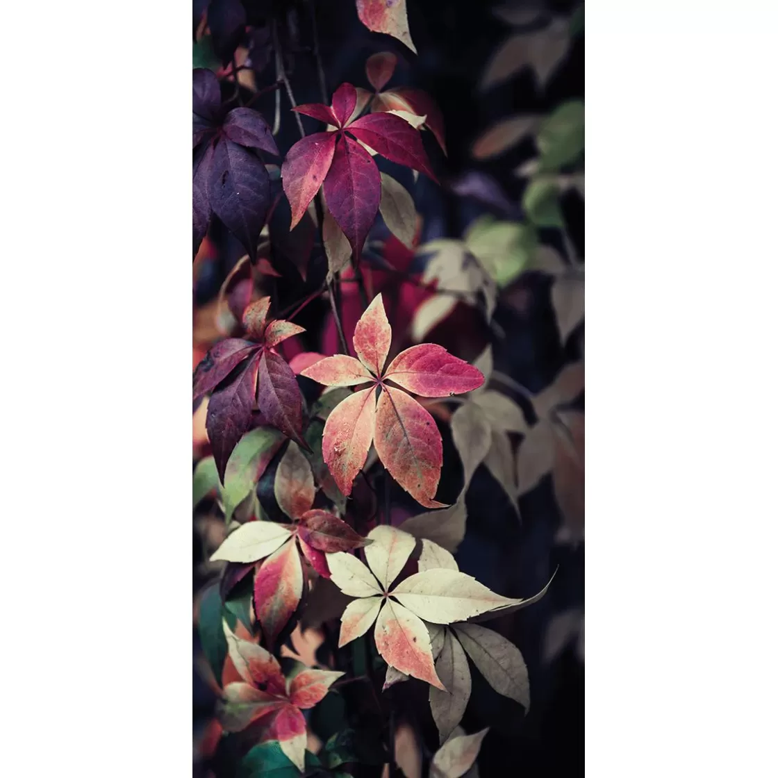 Decoración De Otoño | Pancartas De Otoño>DecoWoerner Pancarta De Tela Ignífuga "hojas De Vid Rojas" De Tela De Bandera 100 X 200 Cm rojo