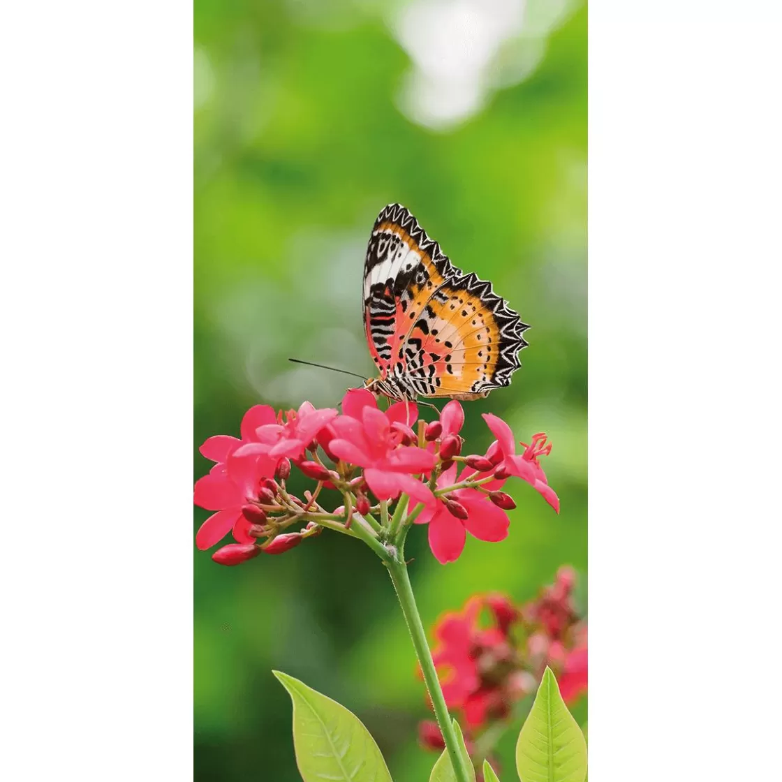 Decoración De Verano | Decoración De Primavera>DecoWoerner Pancarta De Tela Ignífuga "Mariposa Sobre Flor Roja" En Tela De Pancarta 100 X 200 Cm rojo