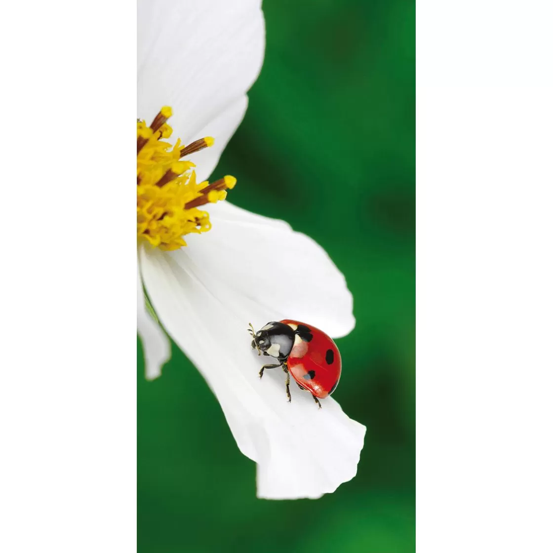 Decoración De Primavera | Pancartas De Primavera>DecoWoerner Pancarta De Tela Ignífuga "Mariquita Sobre Flor Blanca" En Tela De Pancarta 100 X 200 Cm rojo