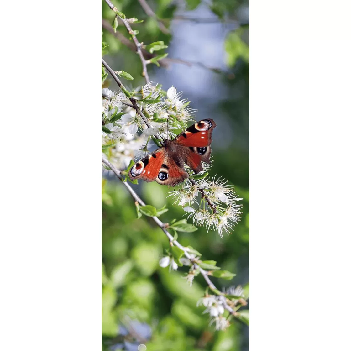 Decoración De Verano | Decoración De Primavera>DecoWoerner Pancarta De Tela Ignífuga "ojo De Pavo Real Mariposa Roja" De Tela De Bandera 75 X 180 Cm rojo