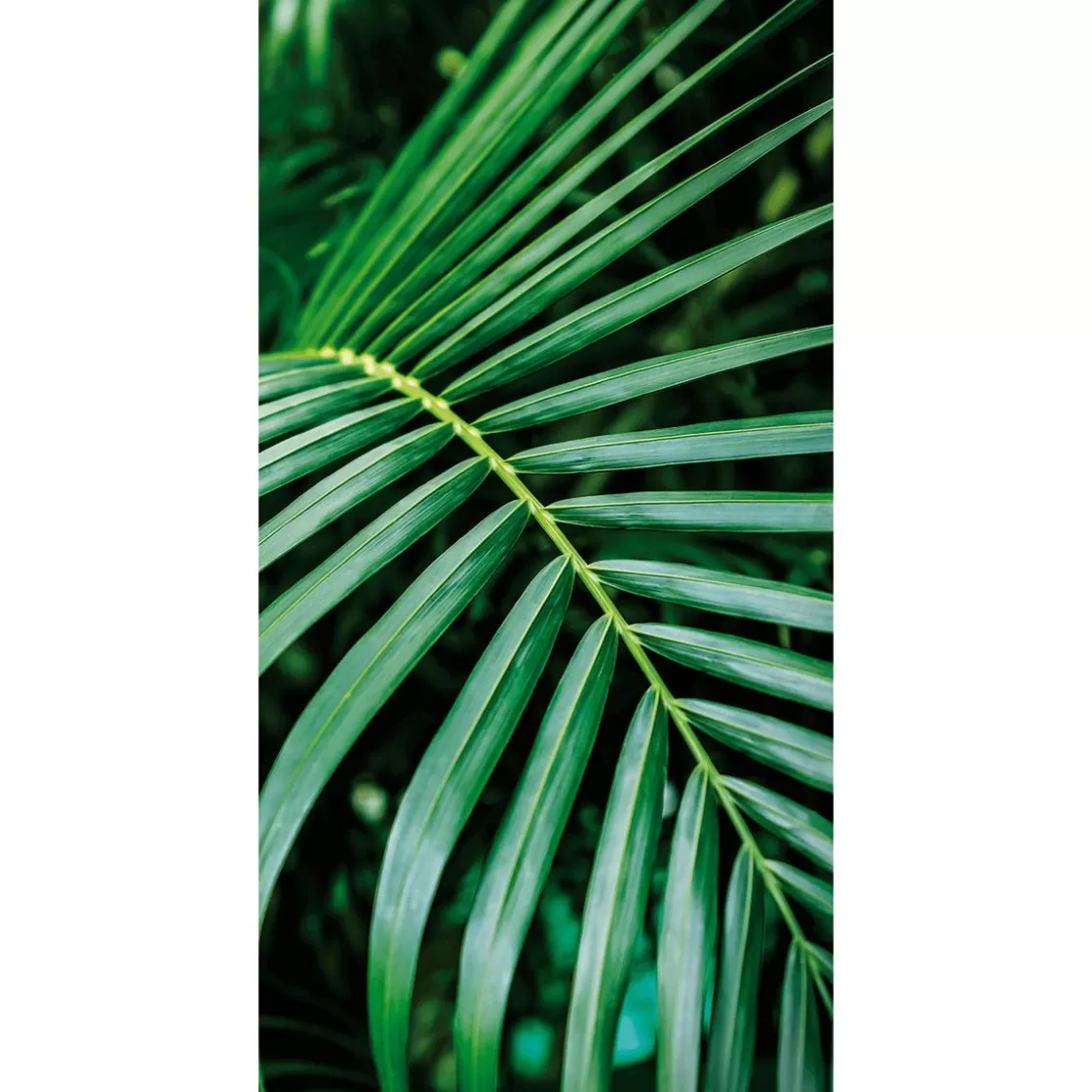 Decoración De Verano | Pancartas Temáticas>DecoWoerner Pancarta De Tela Ignífuga "Palm Frond" De Tela De Bandera 100 X 200 Cm verde