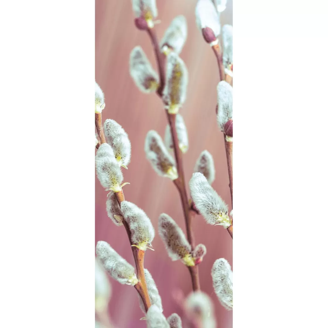Decoración De Pascua | Decoración De Primavera>DecoWoerner Pancarta De Tela Ignífuga Palm Kitty De Tela De Bandera 75 X 180 Cm blanco