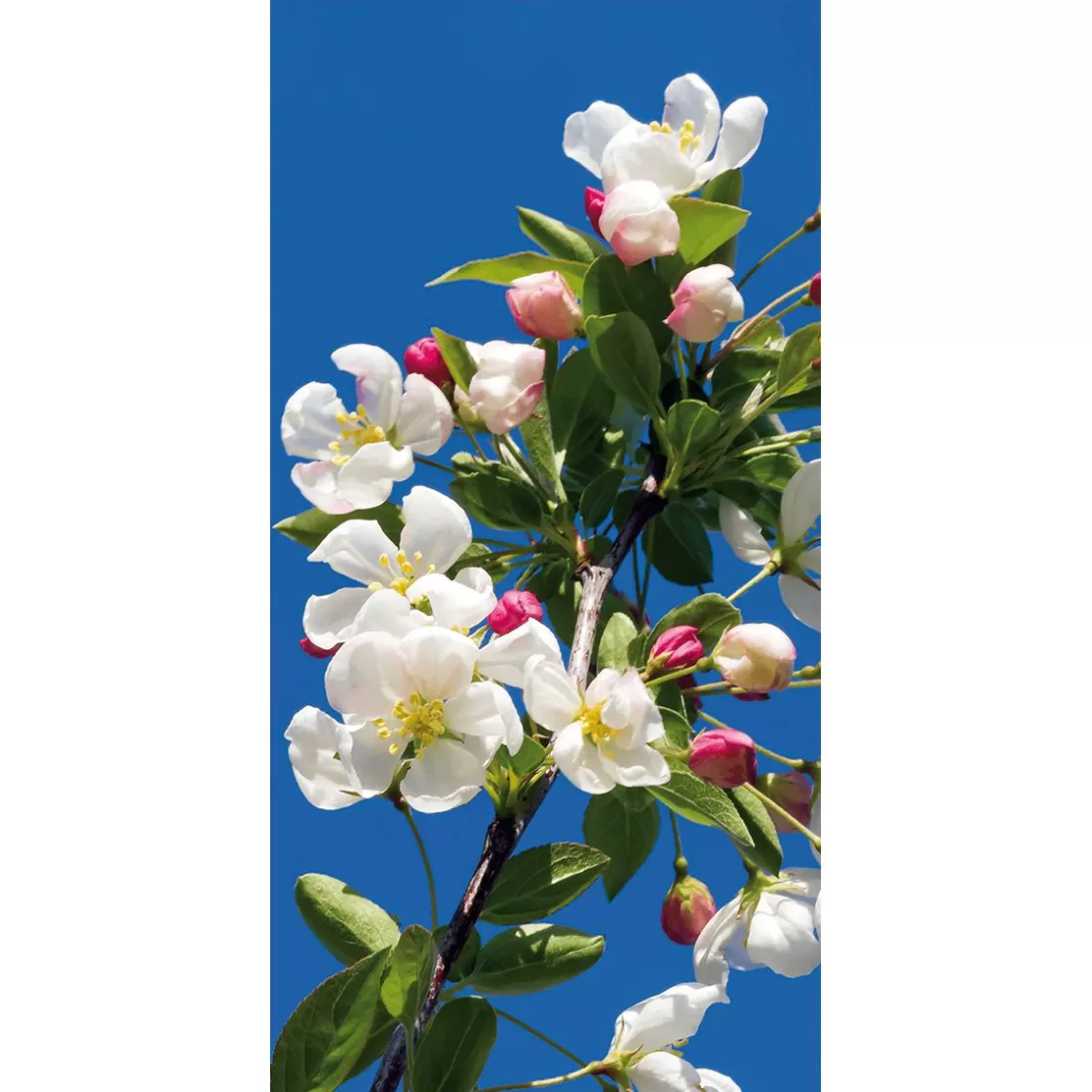 Pancartas De Primavera>DecoWoerner Pancarta De Tela Ignífuga "Rama De Manzano En Flor" De Tela De Bandera 100 X 200 Cm blanco