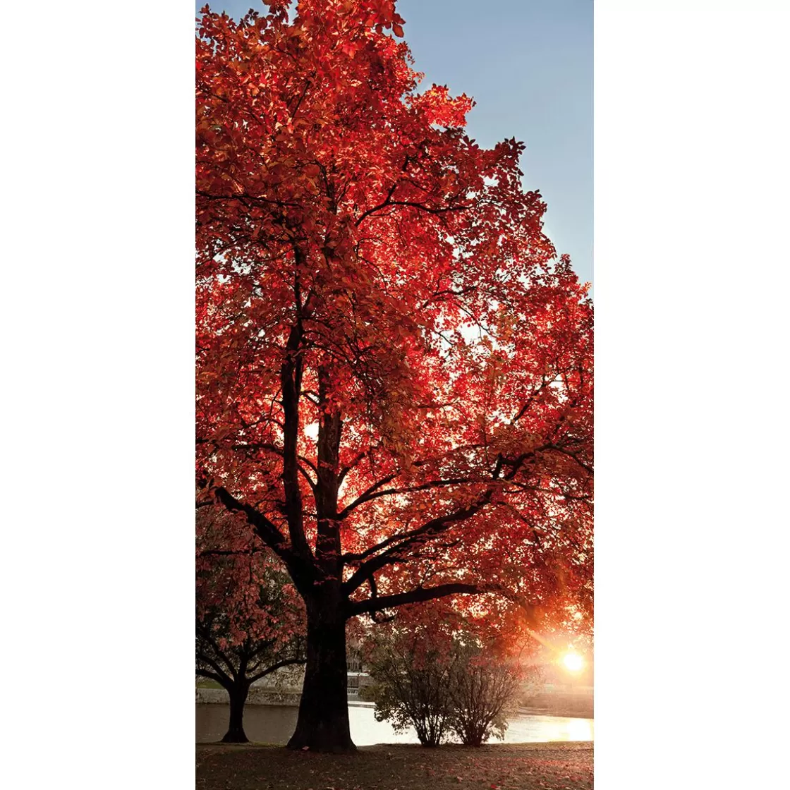 Decoración De Otoño | Pancartas De Otoño>DecoWoerner Pancarta De Tela Ignífuga "árbol De Otoño" De Tela De Bandera 100 X 200 Cm rojo