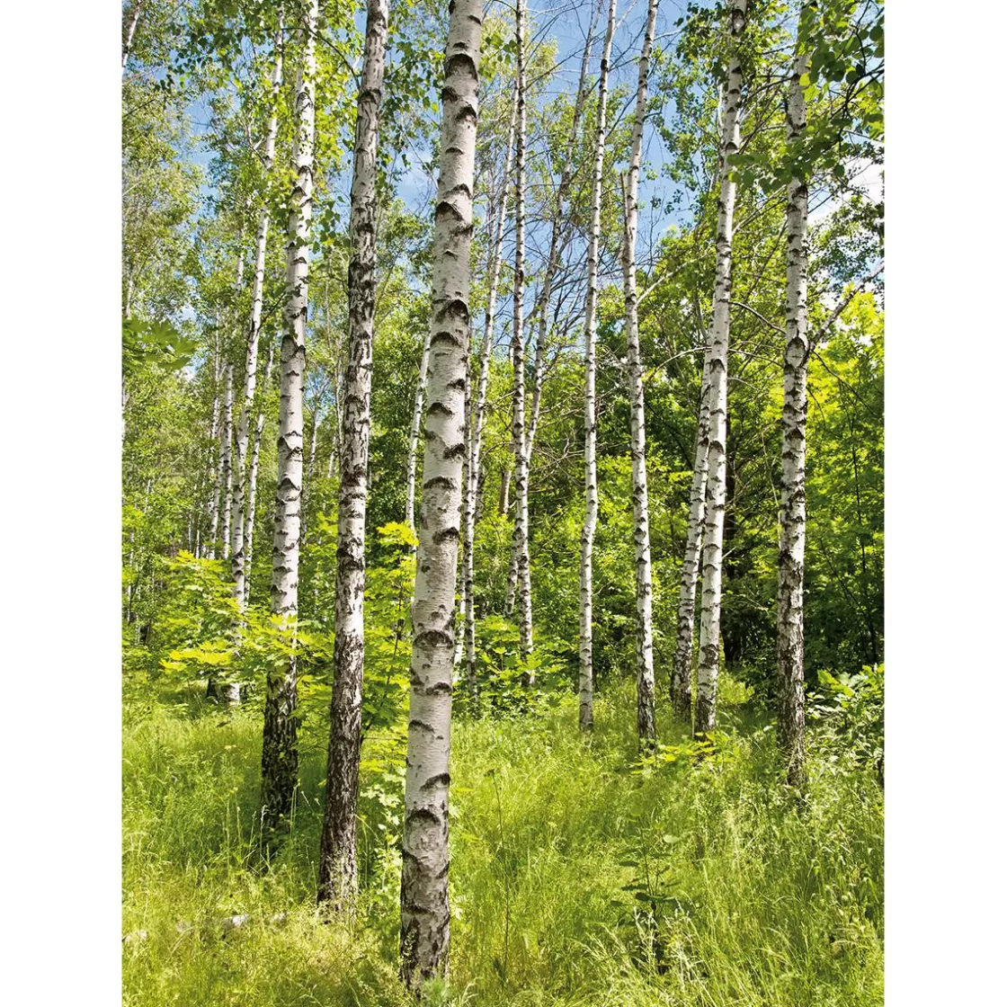 Bandera Xxl>DecoWoerner Pancarta De Tela XL "Bosque De Abedules En Primavera" De Tela De Bandera Ignífuga 150 X 200 Cm