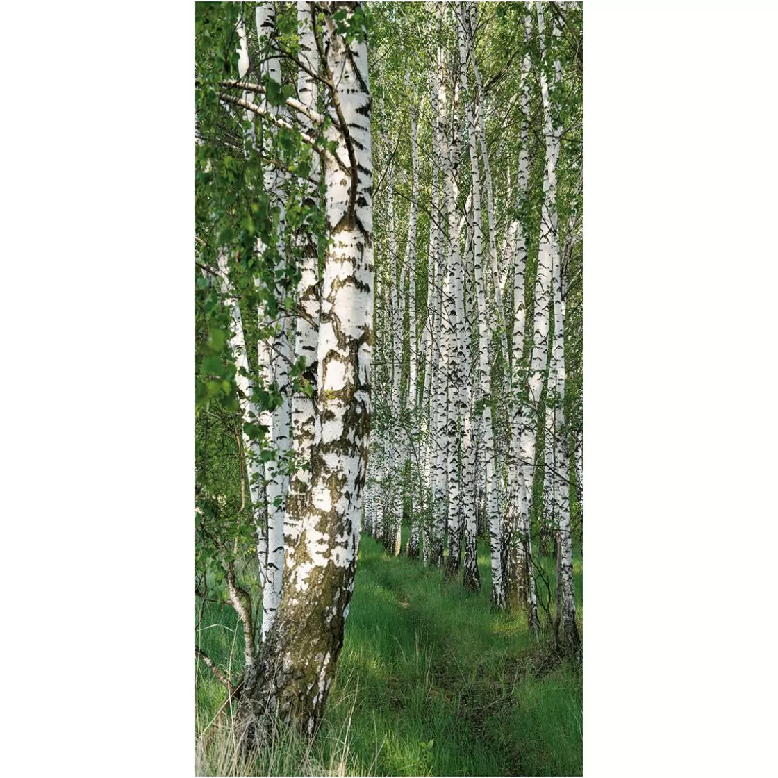 Pancartas De Primavera>DecoWoerner Pancarta Ligera De Fibra Natural "Bosque De Abedules" De Algodón 100 X 200 Cm verde