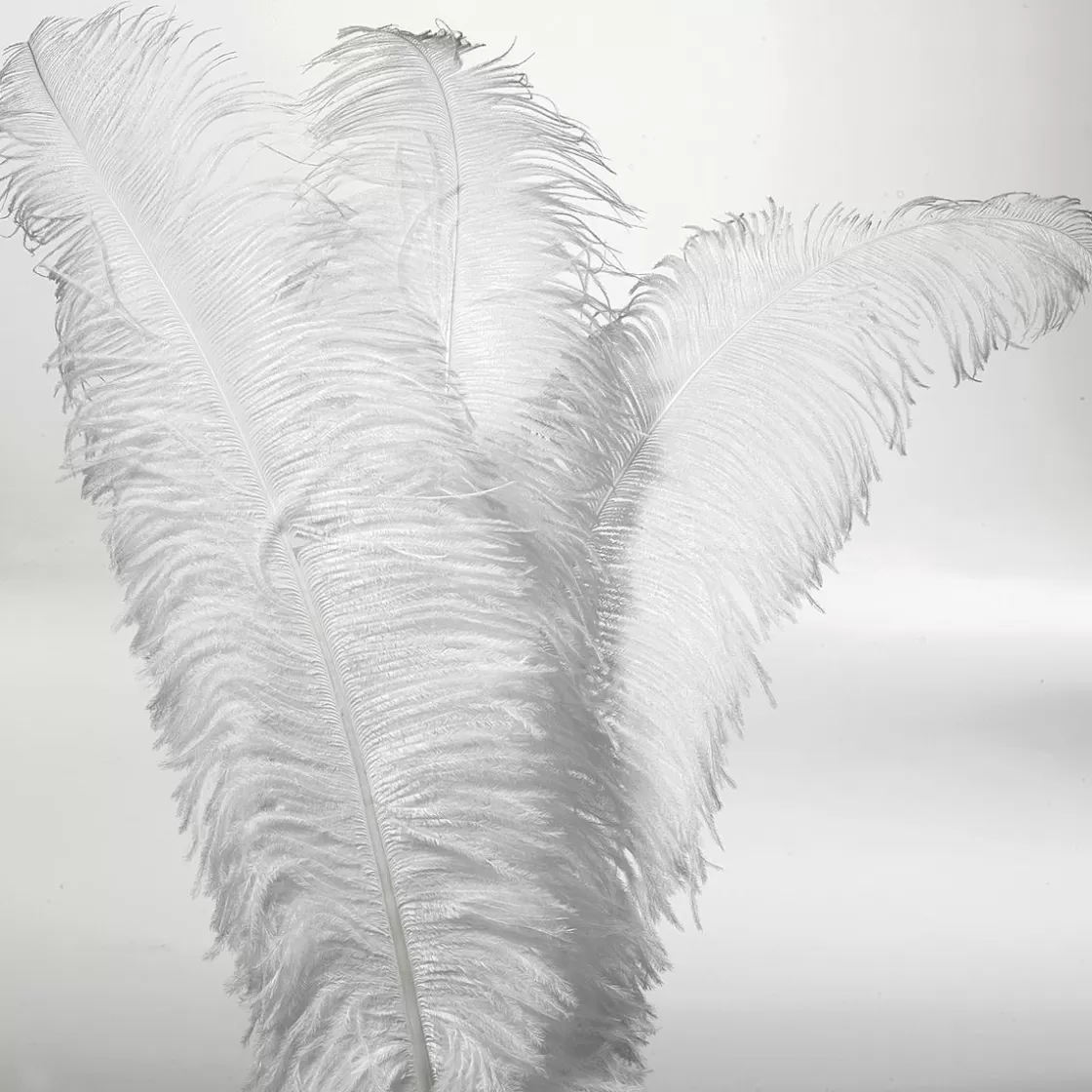 Decoración Temática>DecoWoerner Pluma De Avestruz, Color blanco