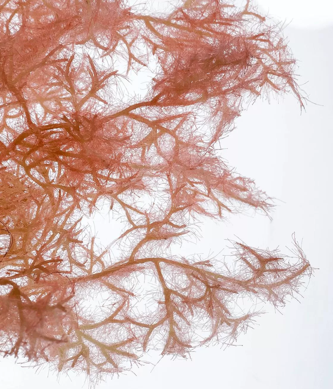 Ramas Y Ramitas | Hierba Decorativa>DecoWoerner Rama Decorativa Flor De Junco, 90 Cm rosa