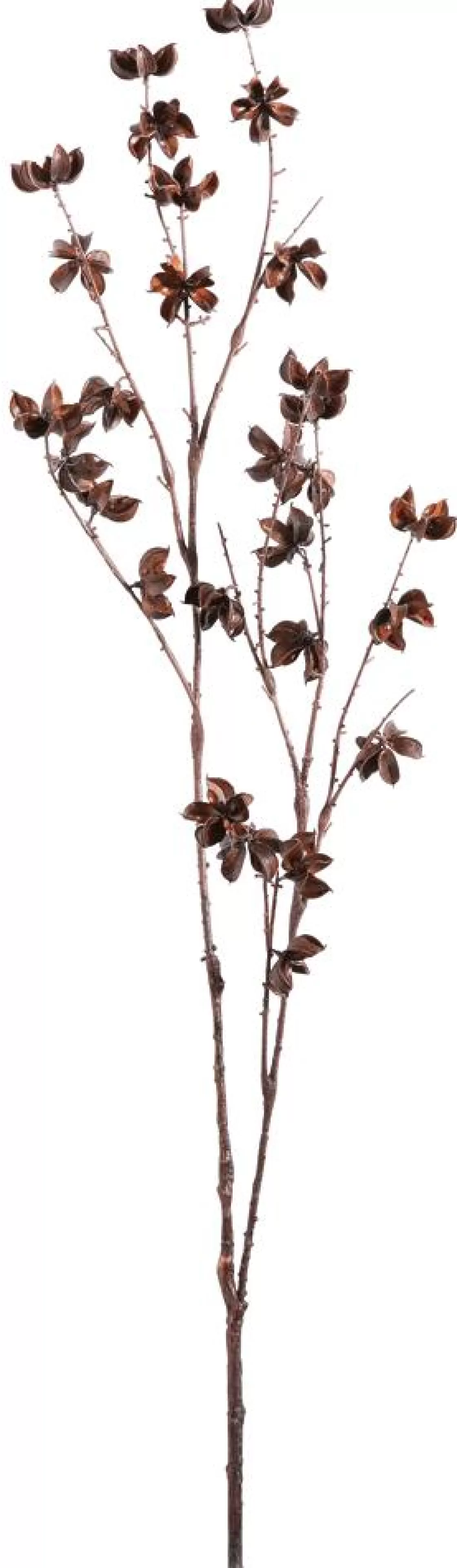 Ramas Y Ramitas>DecoWoerner Rama Decorativa Infrutescencia Del Algodón 110 Cm marrón