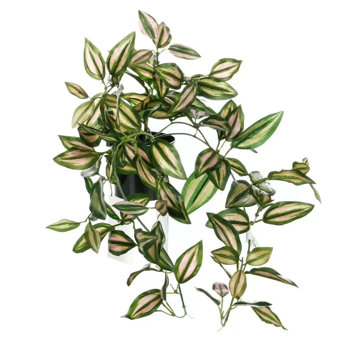 Decoración De Primavera | Plantas Verdes>DecoWoerner Tradecantia Colgante En Maceta De 30 Cm De Altura verde