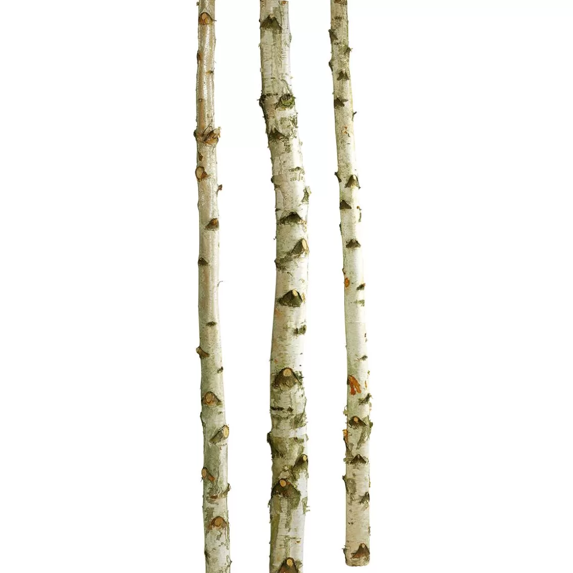 Decoración Natural | Decoración Temática>DecoWoerner Troncos De Abedul Decorativos, 200 Cm, 3 Piezas blanco