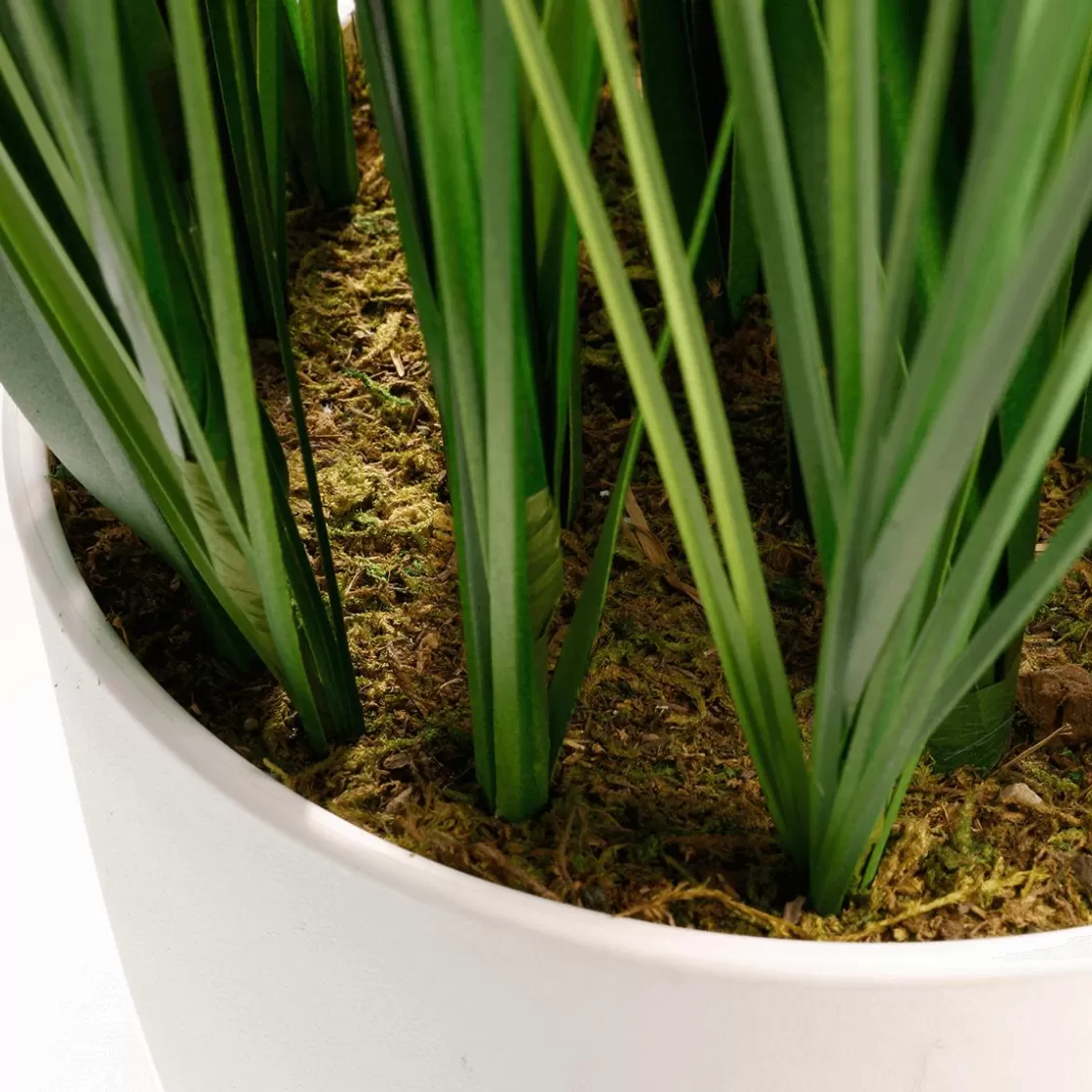 Plantas De Interior | Hierba Decorativa>DecoWoerner XXL Deco Tiger Grass En Maceta Blanca 150 Cm verde